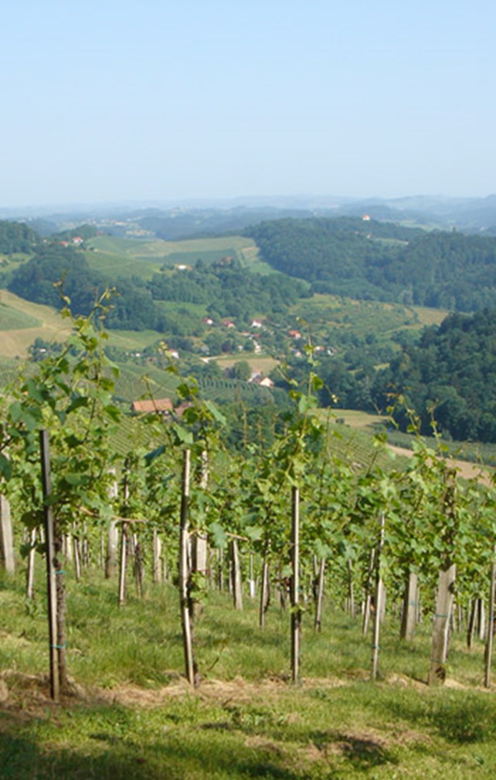 Weingut Bullmann – Impression 1 aus den Weingärten und dem Keller