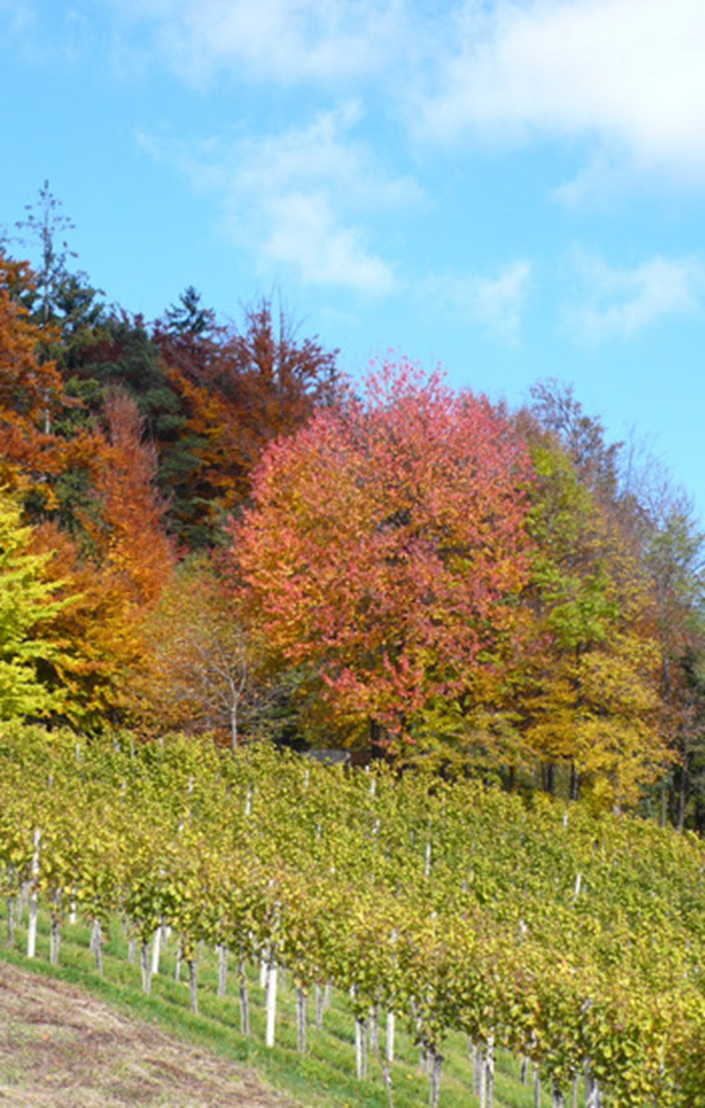 Weingut Bullmann – Impression 12 aus den Weingärten und dem Keller