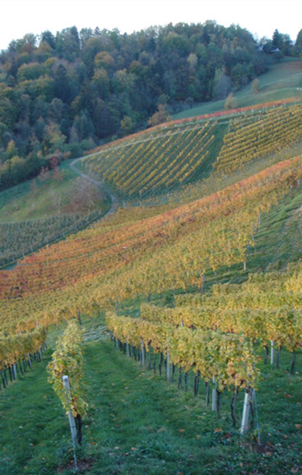Weingut Bullmann – Impression 2 aus den Weingärten und dem Keller