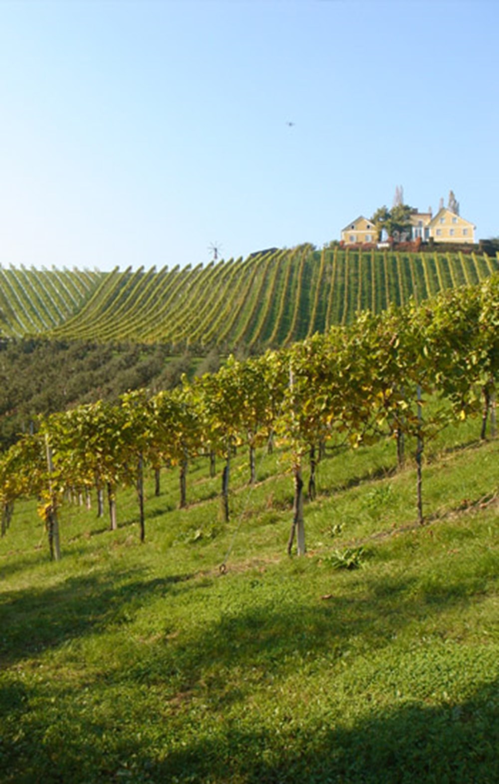 Weingut Bullmann – Impression 5 aus den Weingärten und dem Keller
