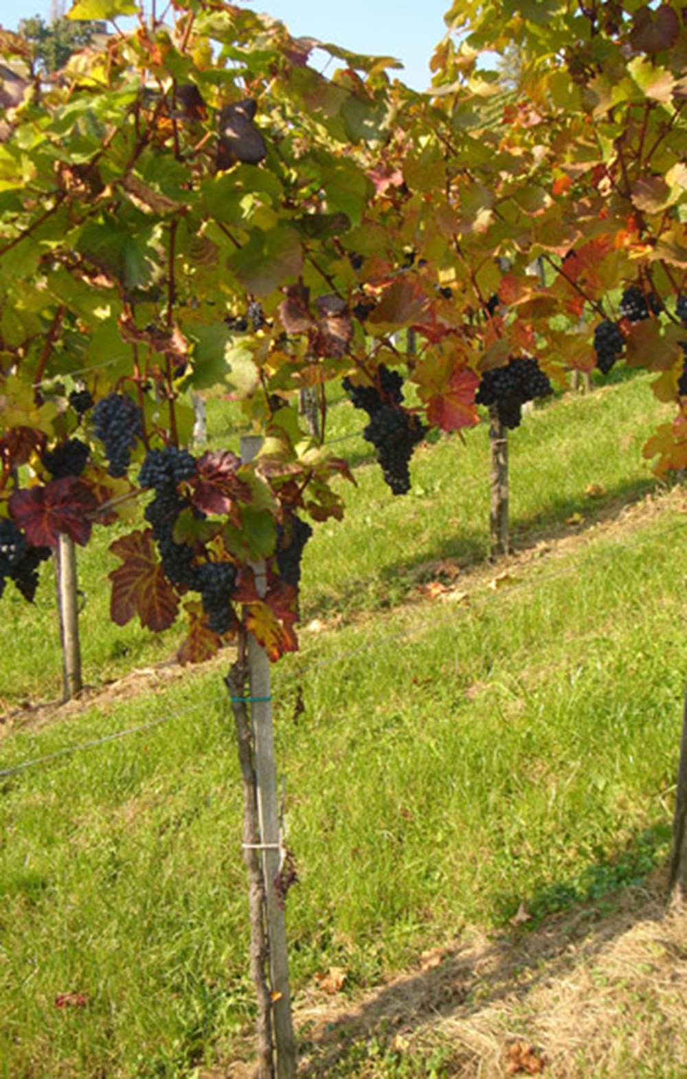 Weingut Bullmann – Impression 6 aus den Weingärten und dem Keller