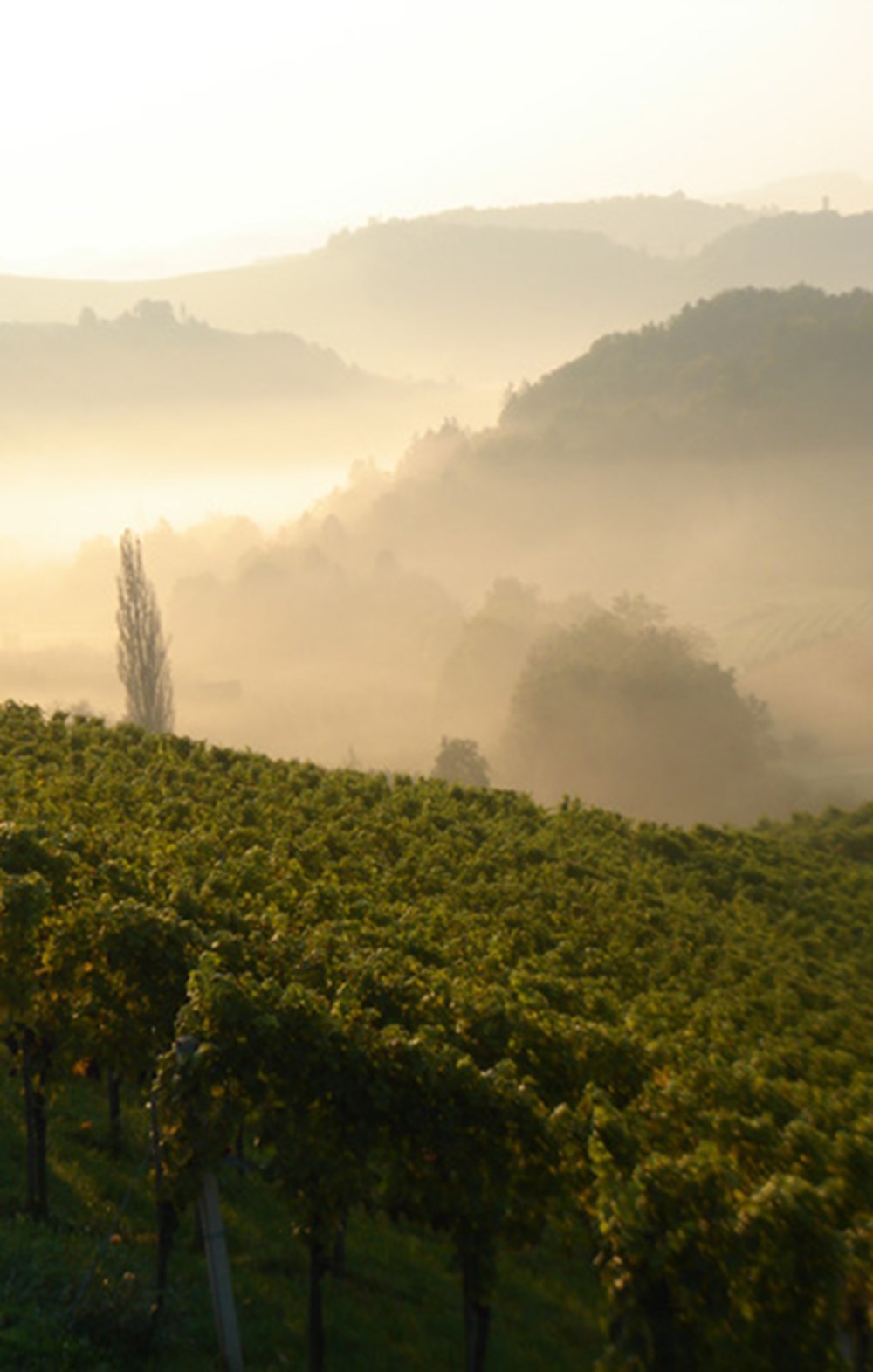 Weingut Bullmann – Impression 7 aus den Weingärten und dem Keller